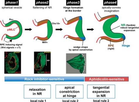 Four phases of invagination morphogenesis. Four phases | Open-i