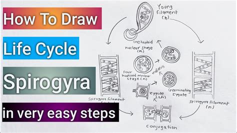 How To Draw Life Cycle of Spirogyra Cell Diagram Step By Step Easily ...