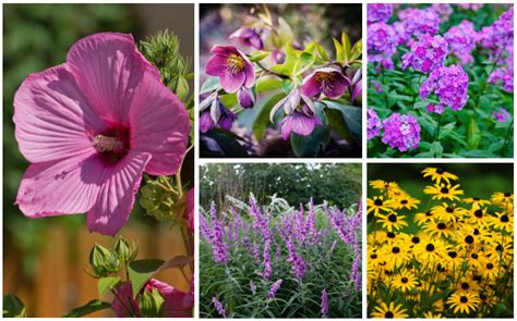 Top 20+ Easy Flowers To Grow In Texas