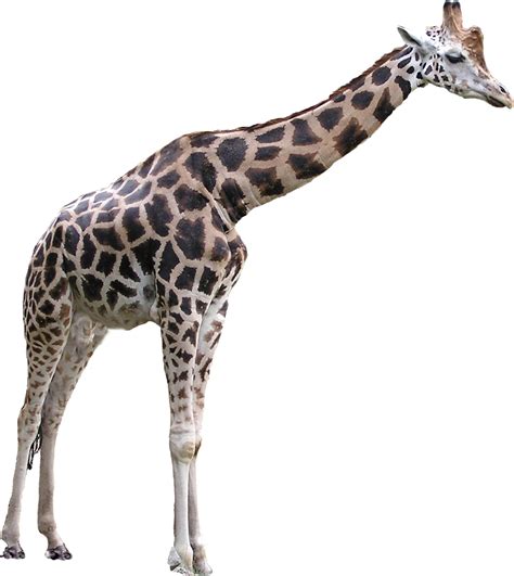 Giraffe PNG Transparent Images