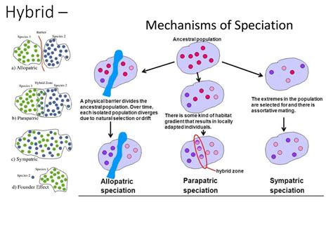 Evolution – Speciation - online presentation