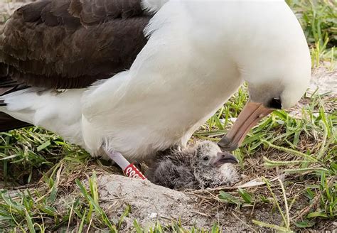 What Bird Lives The Longest? - Discover the world's oldest birds