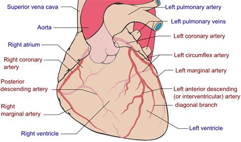 Coronary arteries - Wikipedia