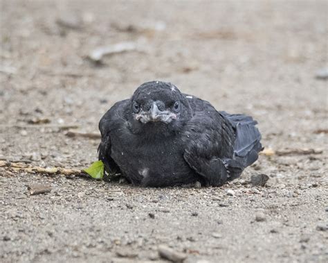 Baby Crow at Notre DAME | The Urban Nature Enthusiast