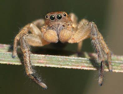 Amazing Facts about Jumping Spiders | OneKindPlanet Animal Education