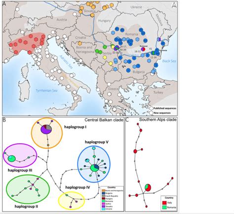 Map and networks of the natural distribution and introduced populations... | Download Scientific ...