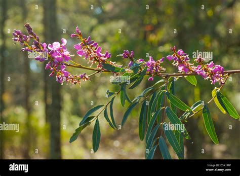 Australian native pea flower hi-res stock photography and images - Alamy