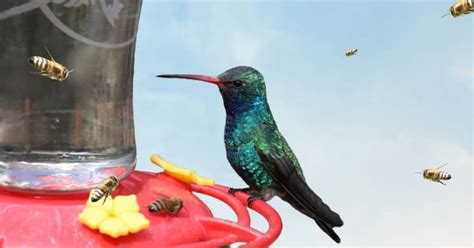 How to Feed Hummingbirds Without Attracting Bees — Empress of Dirt