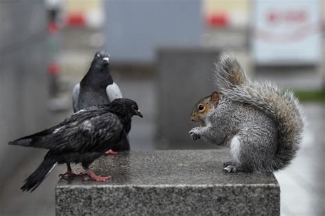 Why Squirrels Eavesdrop on Bird Chatter - Bloomberg