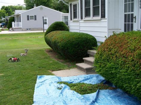 Hedge Trimming before and after, Horton's Lawn Care L.L.C. (Genesee County, MI)