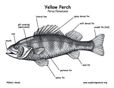 [DIAGRAM] Parts Of A Fish Diagram - MYDIAGRAM.ONLINE