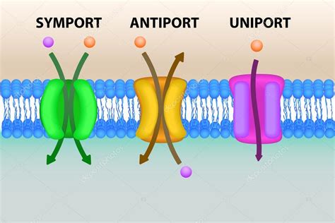 Cell membrane transport systems illustration