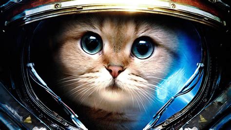 3D Space Cat Wallpapers - Top Free 3D Space Cat Backgrounds ...