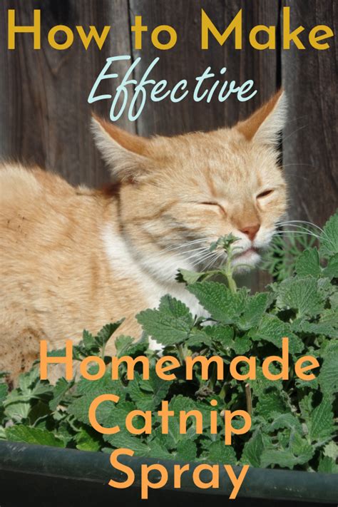 Cat Enchantment: How to Make Homemade Catnip Spray - Cats Will Play