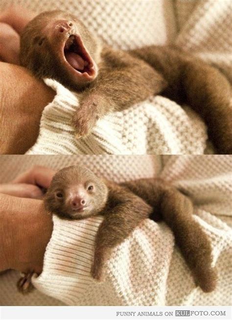 Baby sloth yawn - Cute and funny baby sloth yawning. #cute | Baby sloth, Cute baby animals, Animals