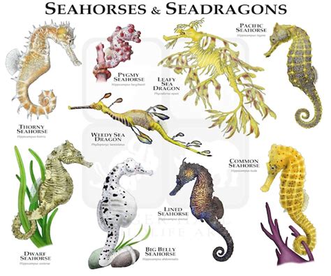 Seahorses of the World Poster Print - Etsy