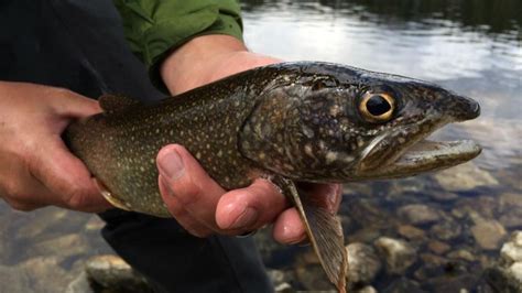 Creatures vs. climate: The lake trout | TVO Today