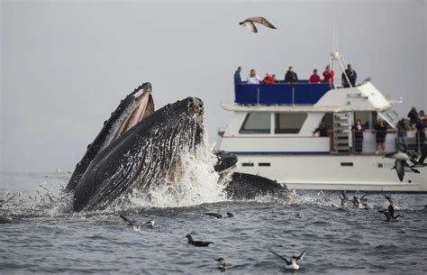 California Whale Watching: Tips to See Them, When to Go