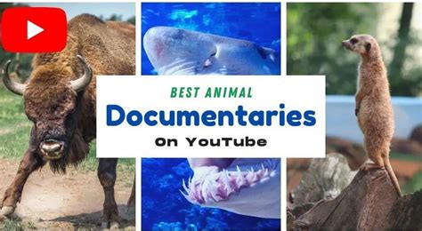 Best Animal Documentaries On YouTube (FREE To Watch) - UntamedAnimals.com