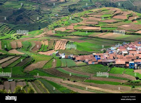 Poombarai Village and terraced farming in Kodaikanal Stock Photo - Alamy