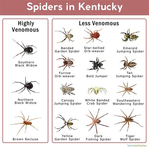 Spiders in Kentucky: List with Pictures