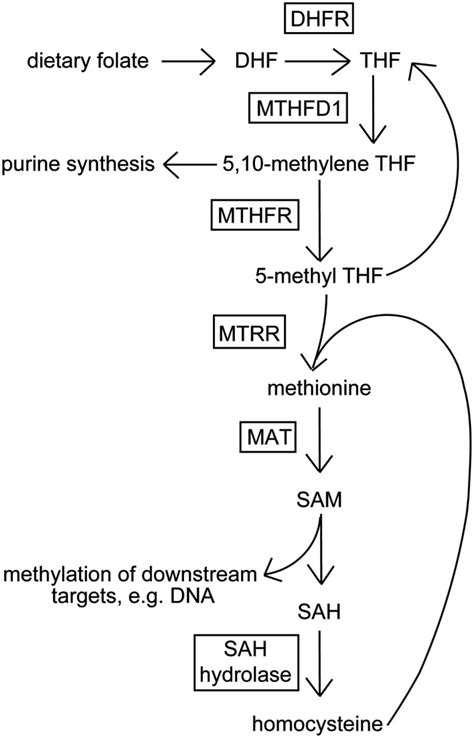 Schematic of the folic acid metabolic cycle. Dietary folate (vitamin... | Download Scientific ...