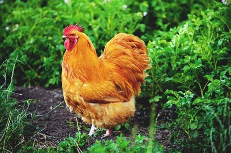 11 Best Meat Chickens to Breed and Raise in Your Backyard