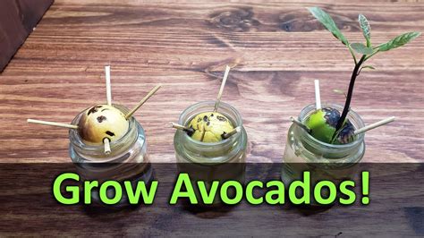 Avocado Seed Growing Stages - The Life Circle Of An Avocado Seed