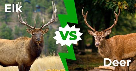 Elk vs Deer: 8 Key Differences Explained - A-Z Animals