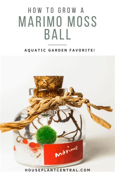 Marimo moss ball care & info | Houseplant Central