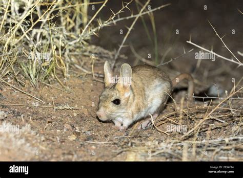 Gobi jerboa (Allactaga bullata) at night in the Galba Gobi Desert ...