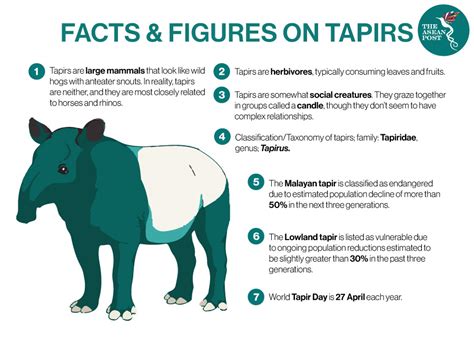 Protecting Malayan Tapirs | The ASEAN Post