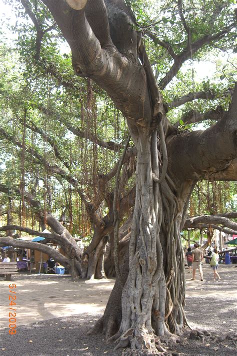 The Banyan Tree in Maui, Hawaii