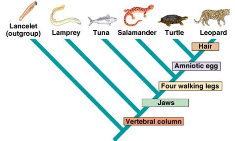 Classification of Animals