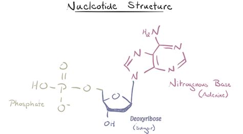 Deoxyribose Function