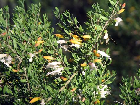 Native Plant Photography: Eremophila maculata Spotted Emu Bush Shrub