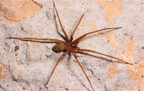 How Spiders Work | A Look At One Of Tennessee's Most Common Pests