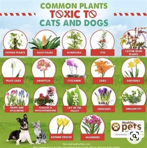 Which Plants Are Poisonous For Dogs