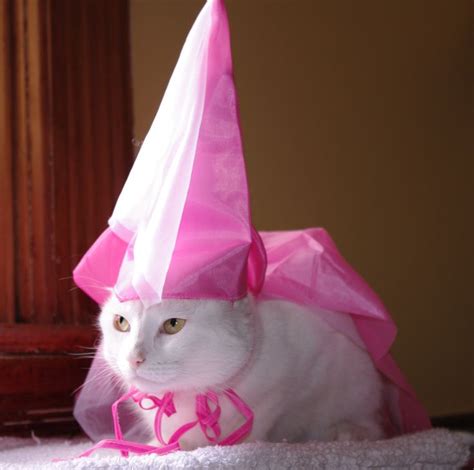 Princess :) Cat Costume | Must Love Cats | Pinterest