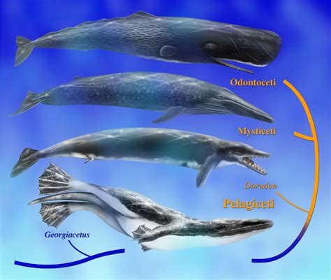 Evolution of Whales: Early Fossils Reveal Well-Developed Back Legs for Swimming