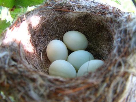 American Goldfinch eggs | Eggs, Bird nest, What is a bird