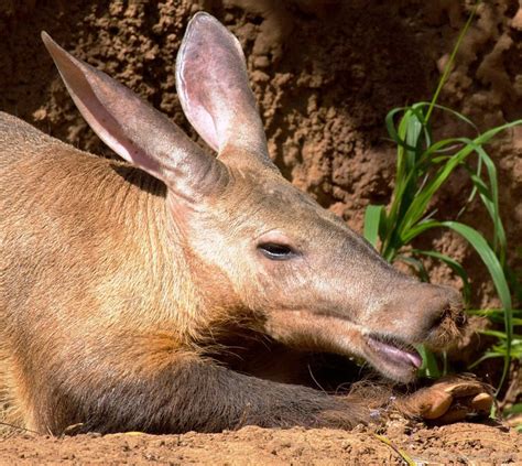 Aardvark Eating Grass - DesiComments.com