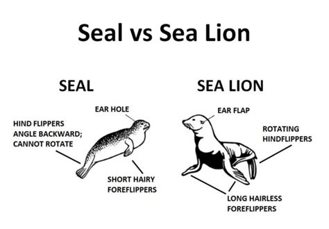 Seals vs Sea Lions | Seal Conservancy