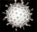 Introduction to viruses - Wikipedia