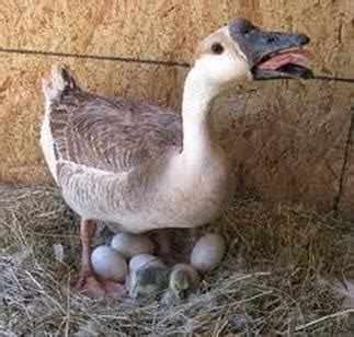 Goose Eggs Hatching