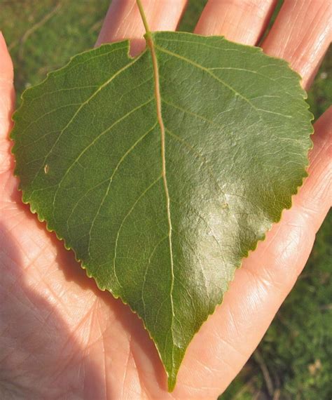 Poplars - Tree Guide UK Poplar trees identification