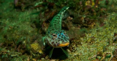 What Do Gobies Eat? - Reef Keeping World