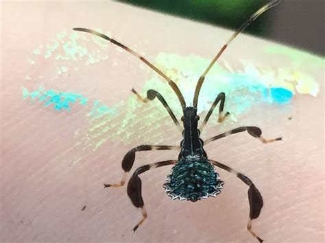 Leaf Footed Bug Nymph - What's That Bug?