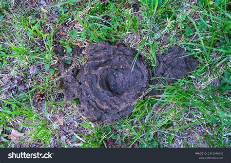 Cow Poop Natural Organic Fertilizer Stock Photo 2241048935 | Shutterstock