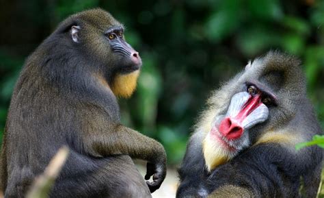 Mandrill (Mandrillus sphinx) | about animals